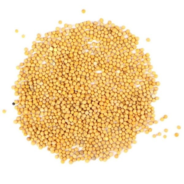 Sarsav,Sarsao,Yellow Mustard Seed,સરસવ.