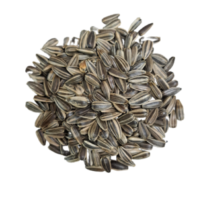 Black Surajmukhi Seed, Black Sunflower seed