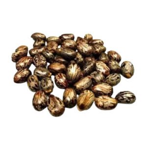 Erandi, Castor Seed, Paras Erdi, એરડી ના બીજ.